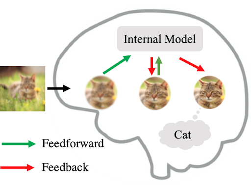 Generative modeling in human brains on a picture of a blurry cat