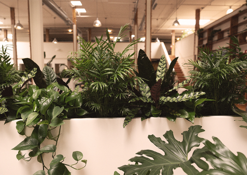 ferns